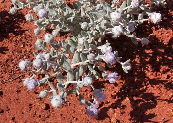 Australian Desert Plants Lamiaceae
